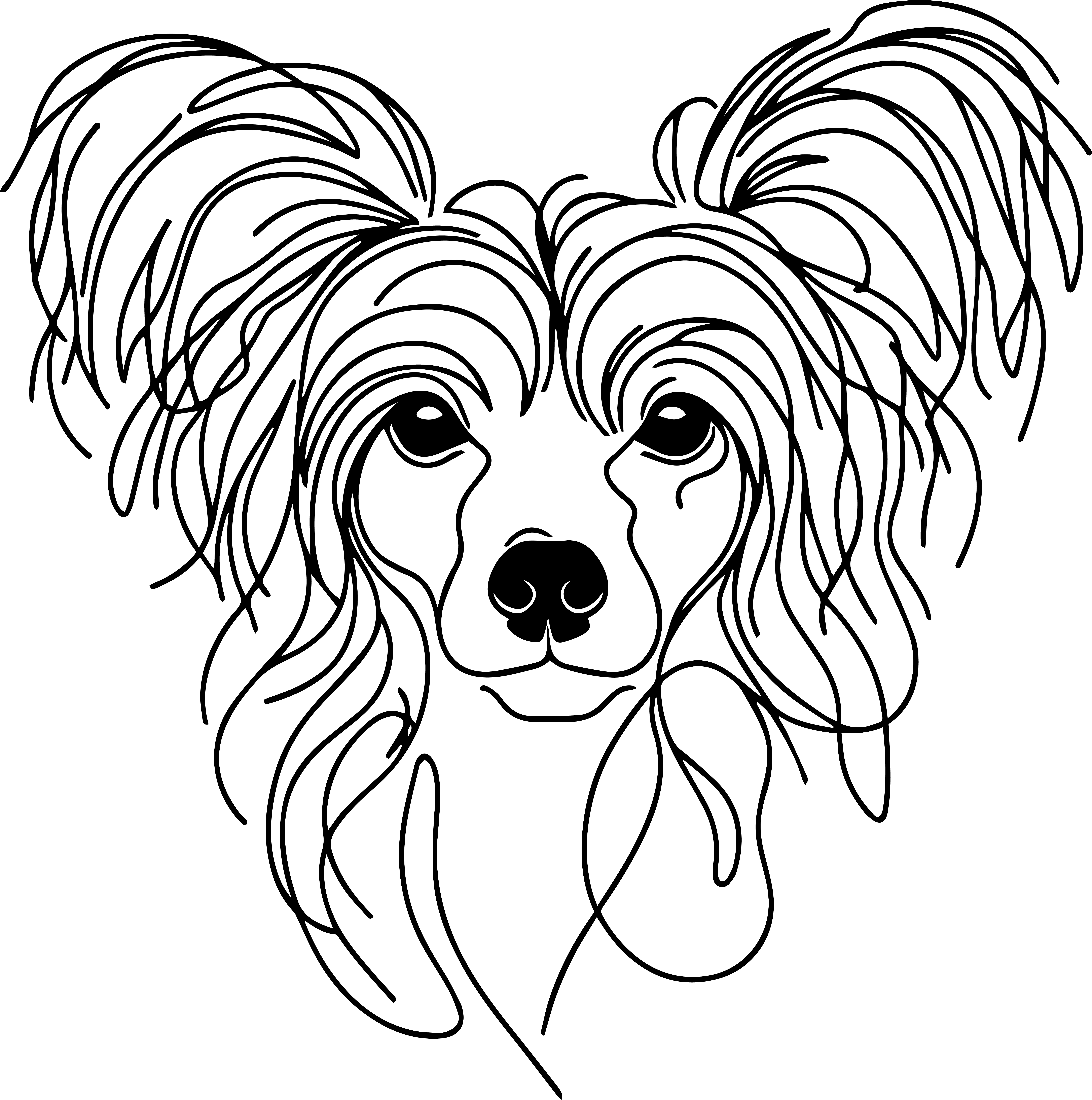 ČÍNSKÝ CHOCHOLATÝ