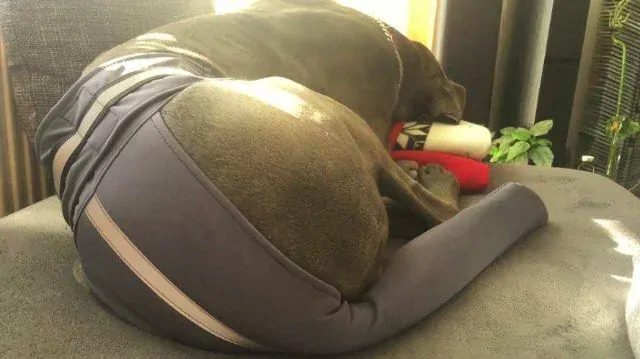 Peštovka Ochranný obal na ocas psa  DOG