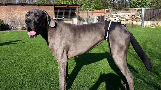 Peštovka Ochranný obal na ocas psa  DOG